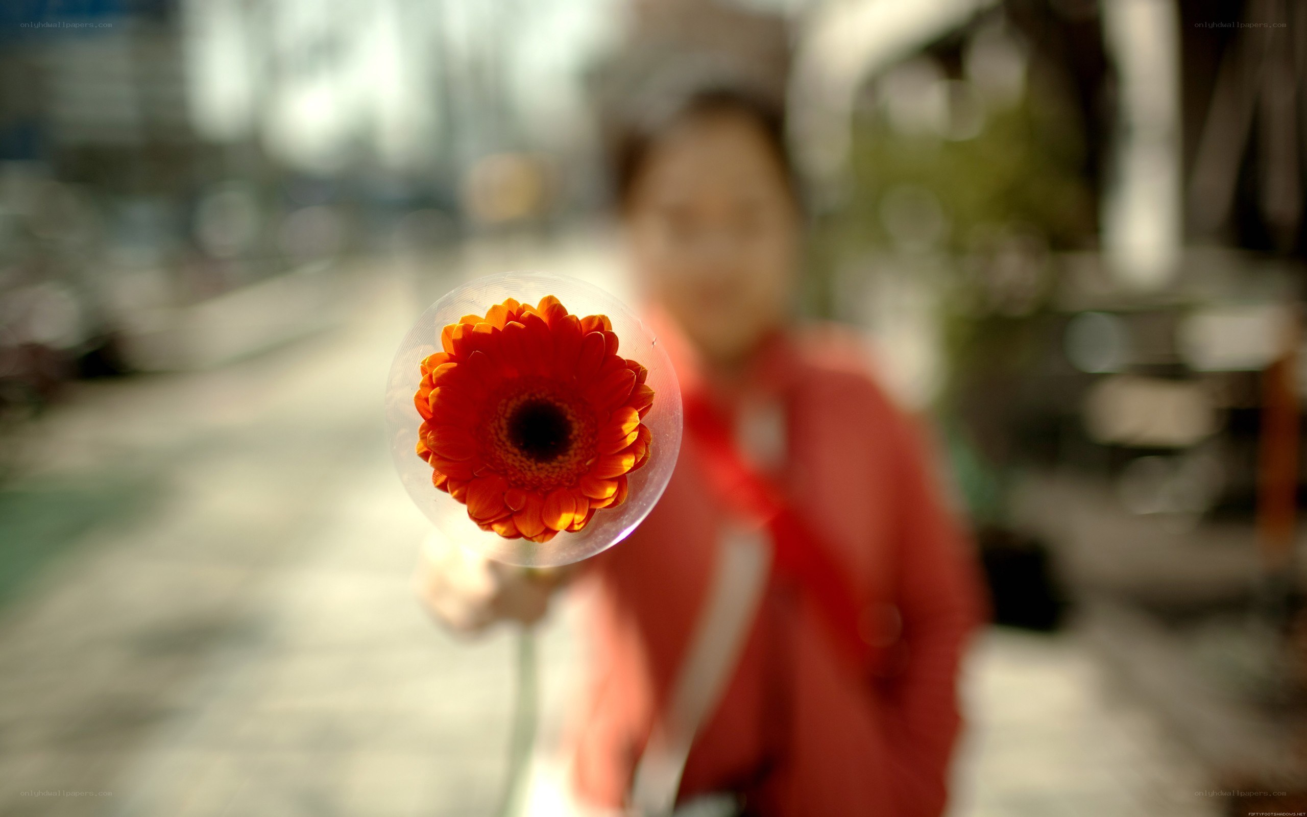 person holding a flower