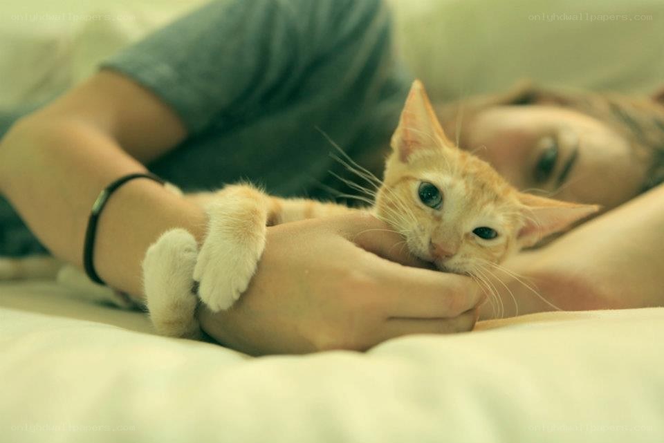 person holding a kitten