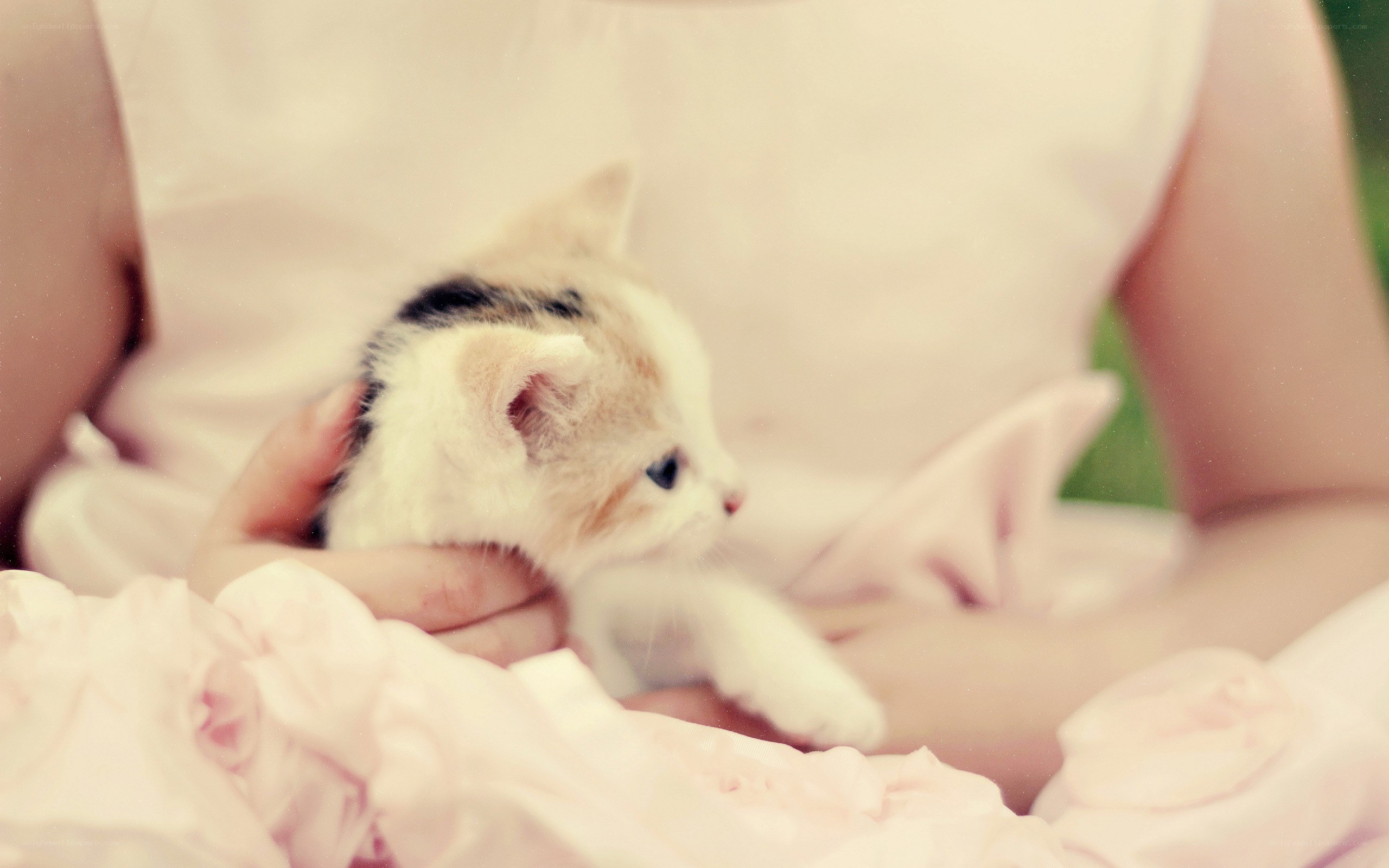 person holding a kitten
