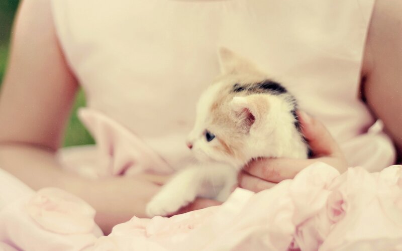 person holding a kitten