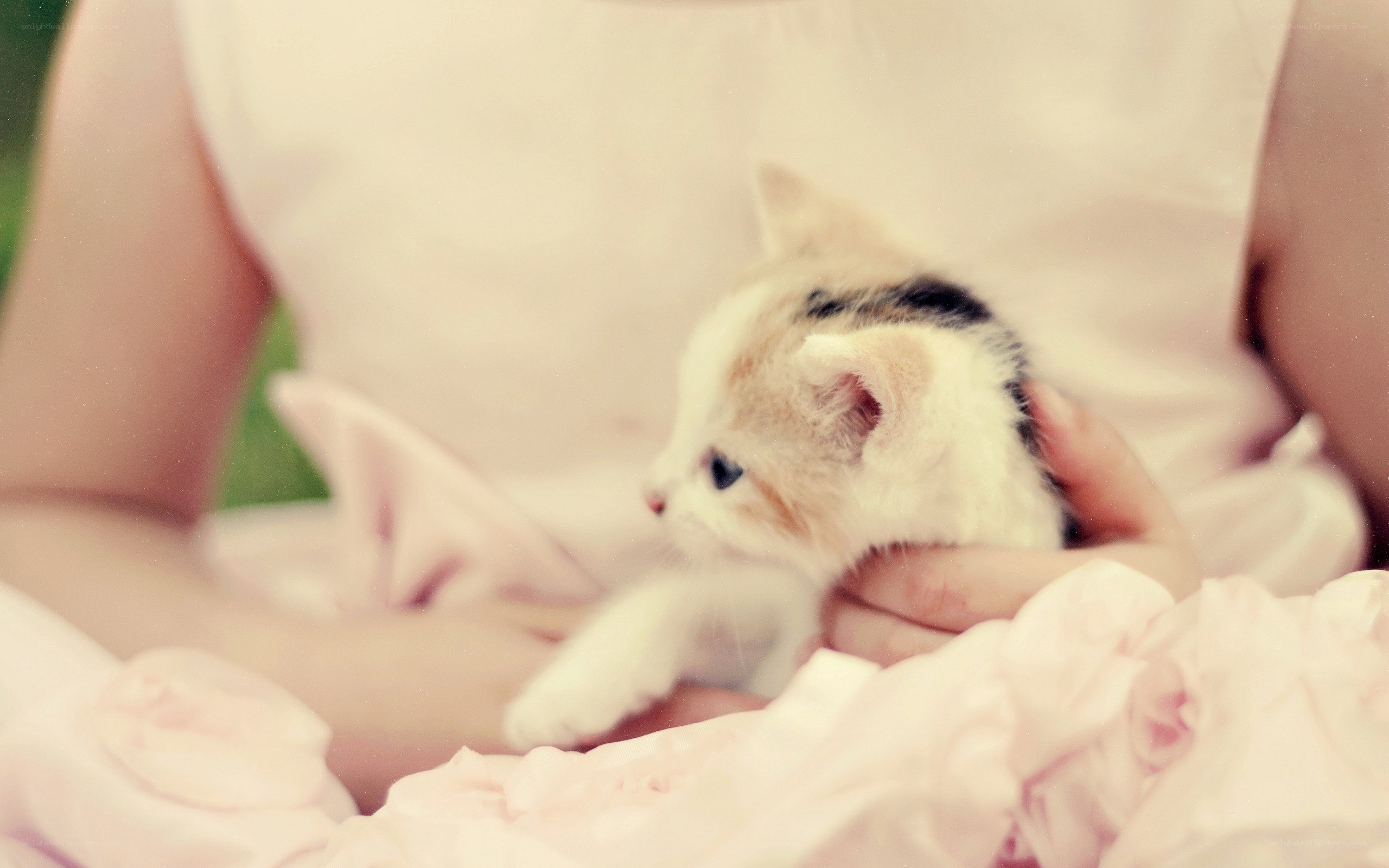 person holding a kitten