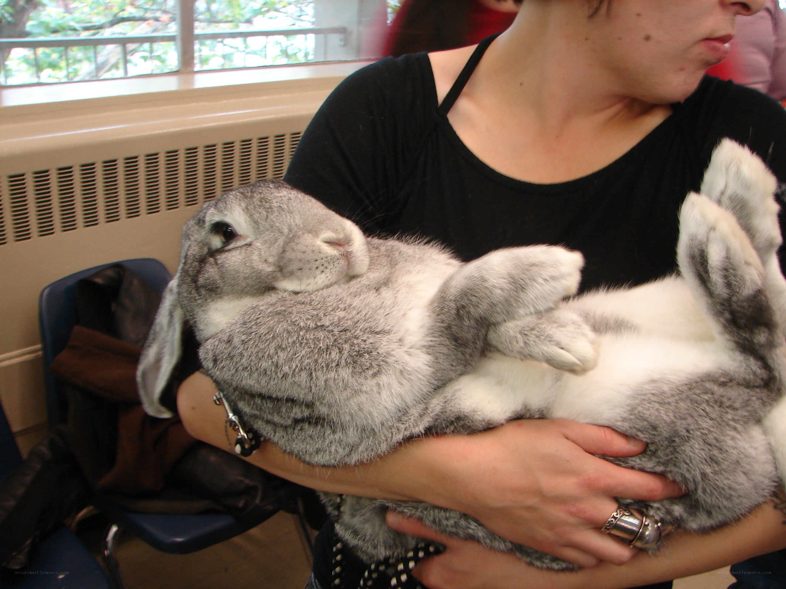 Person holding a large rabbit