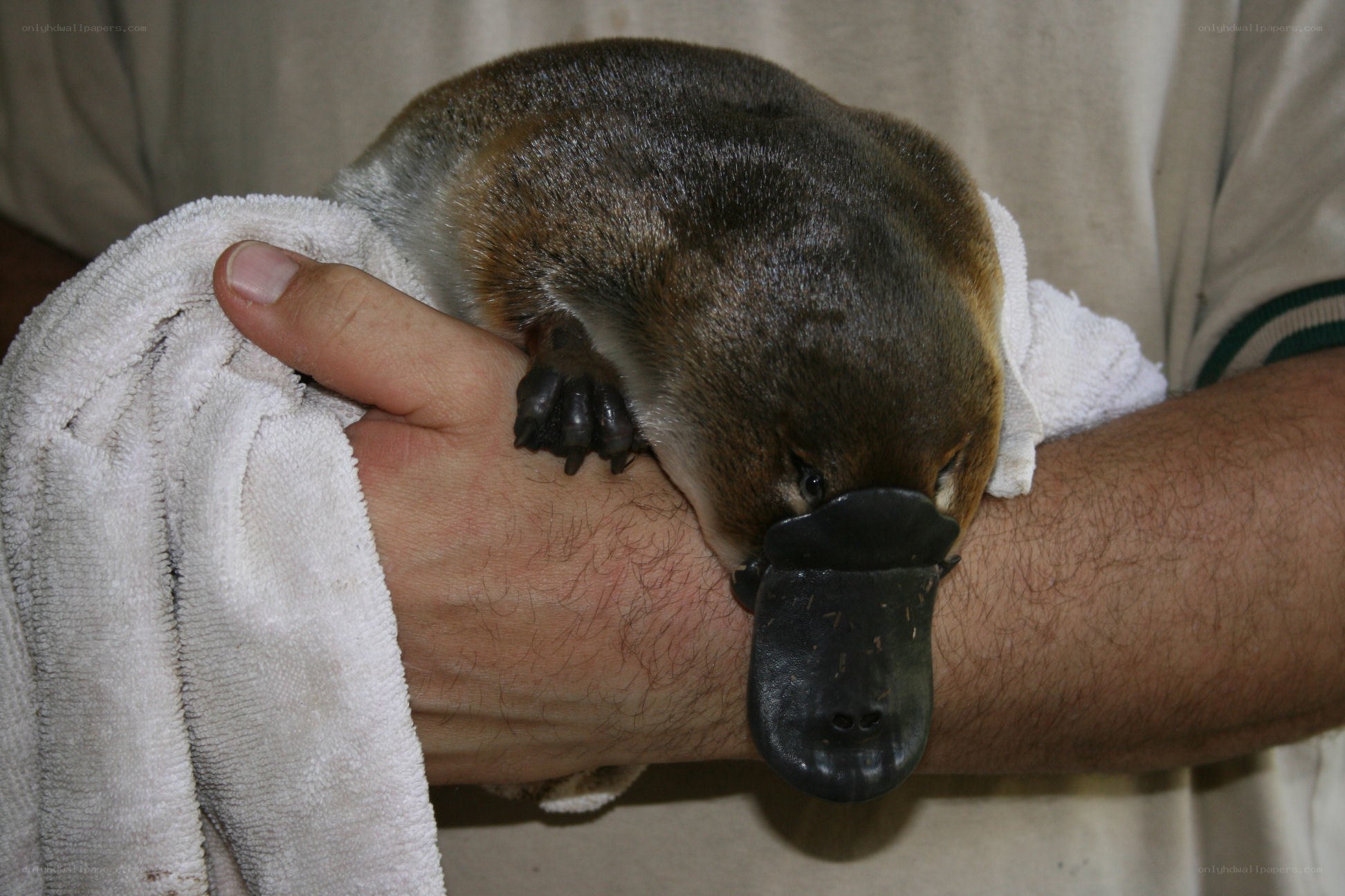 person holding a platypus