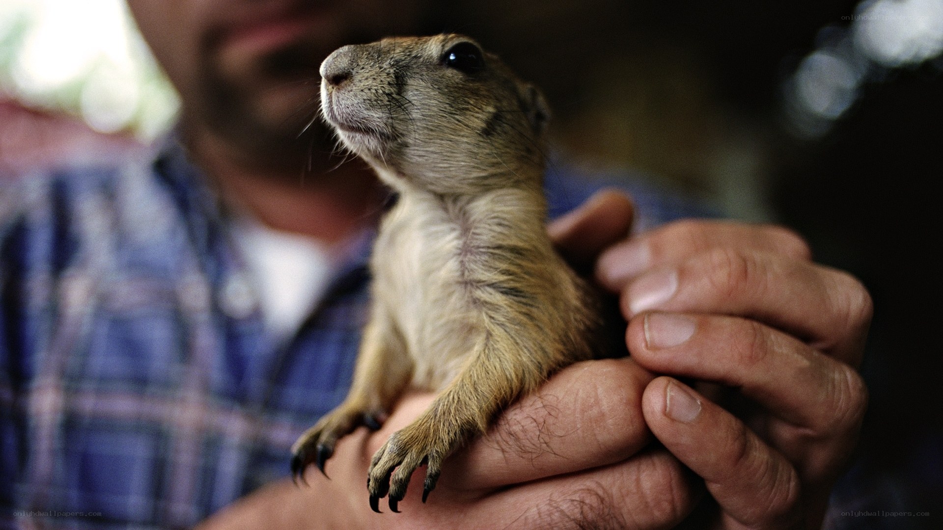 person holding a prairie dog