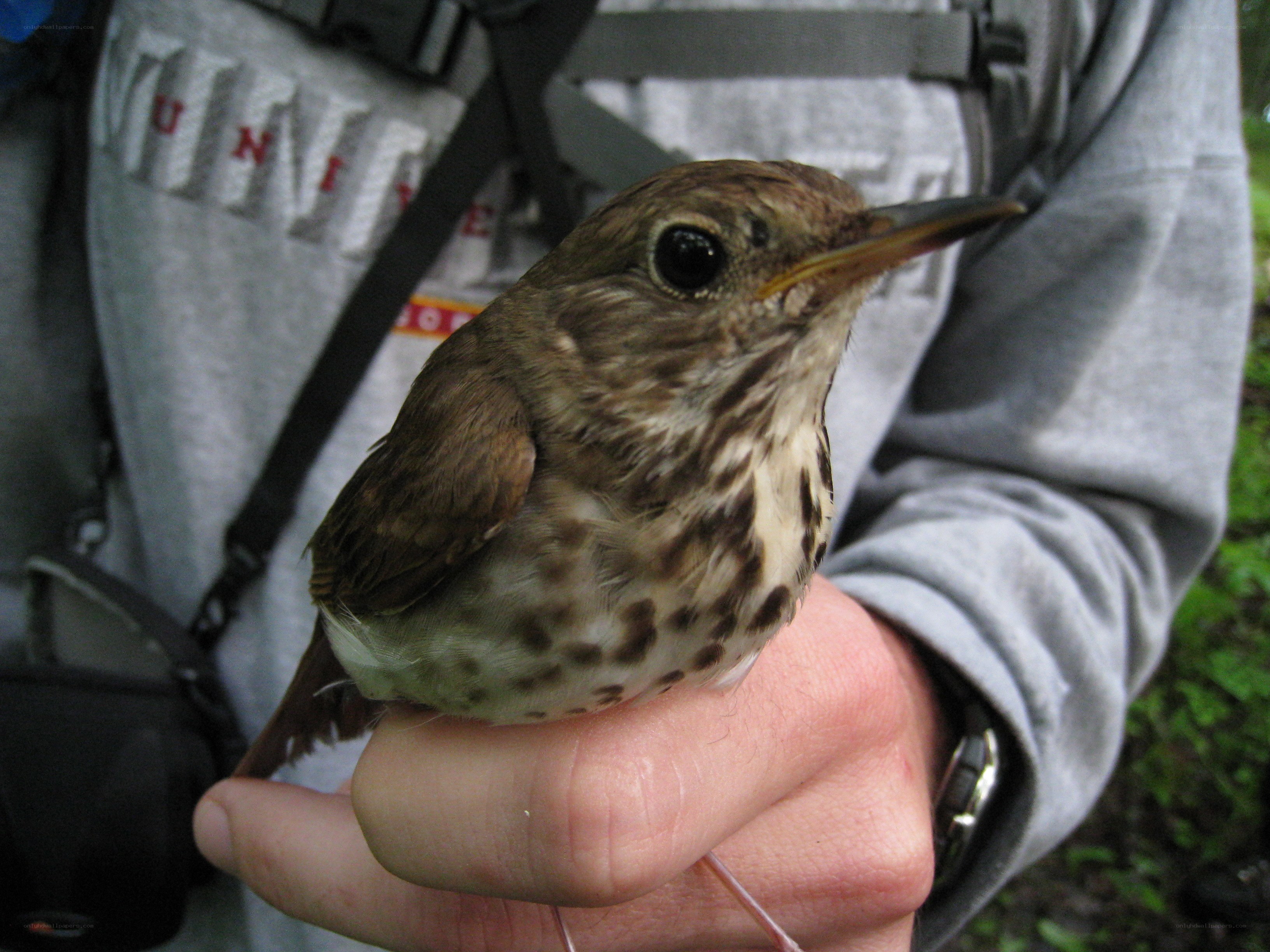 person holding a small bird