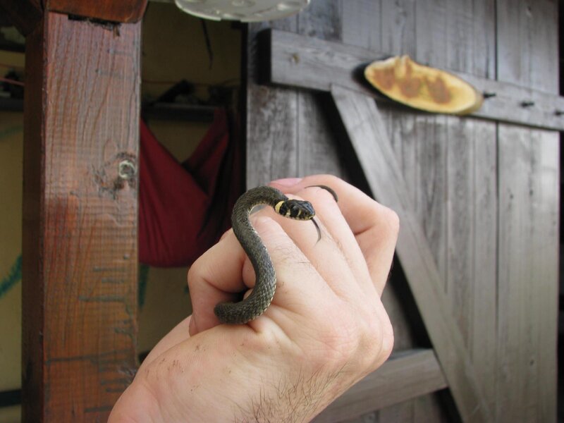 person holding a small snake