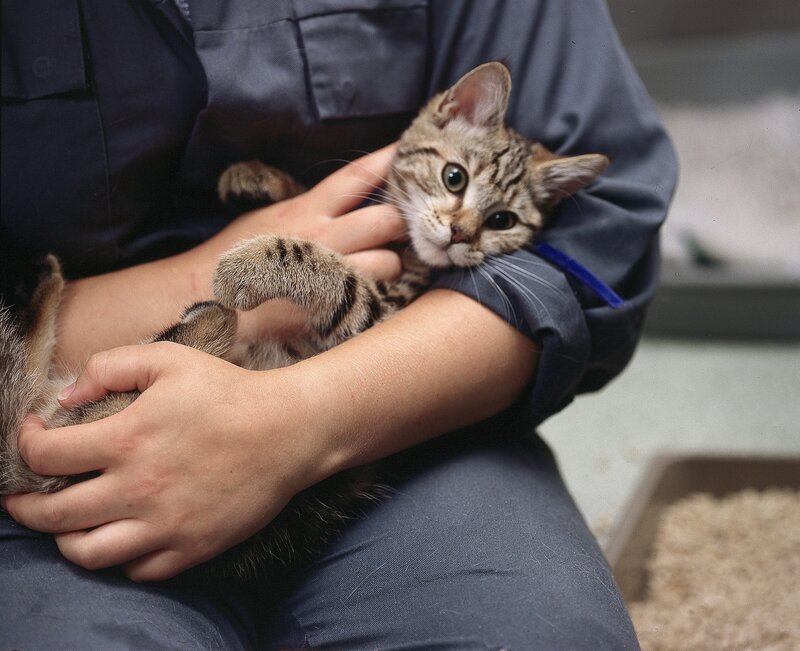 person holding a tabby kitten