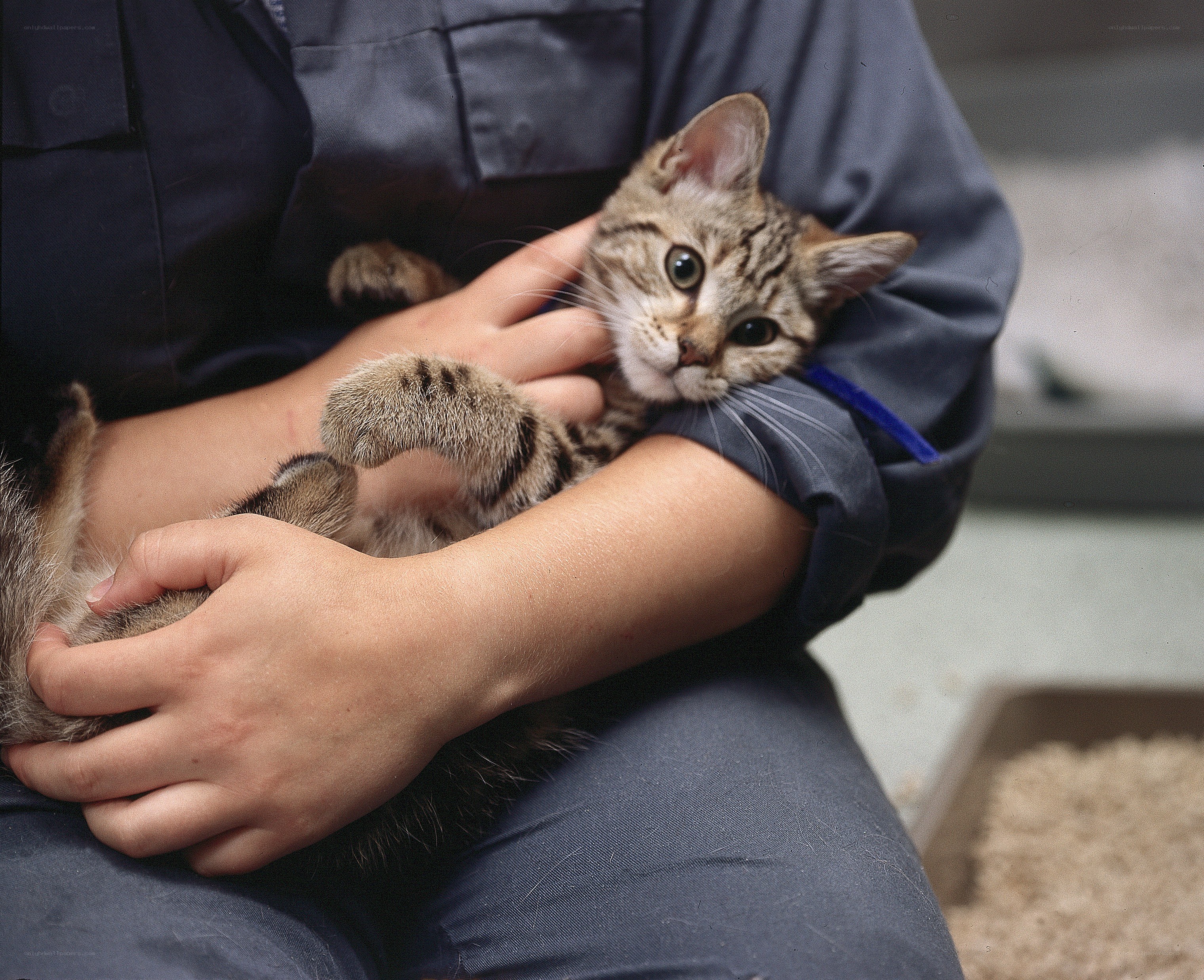 person holding a tabby kitten