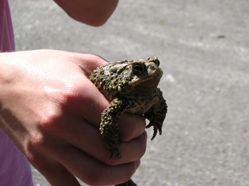 person holding a toad