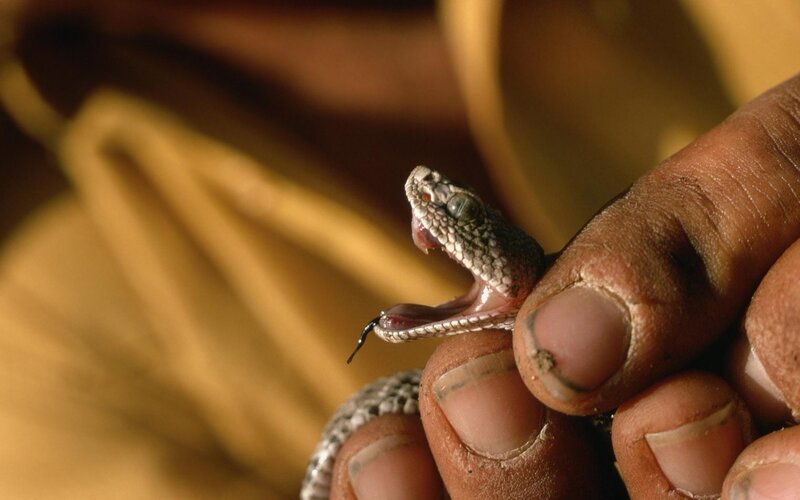 person holding a venomous snake