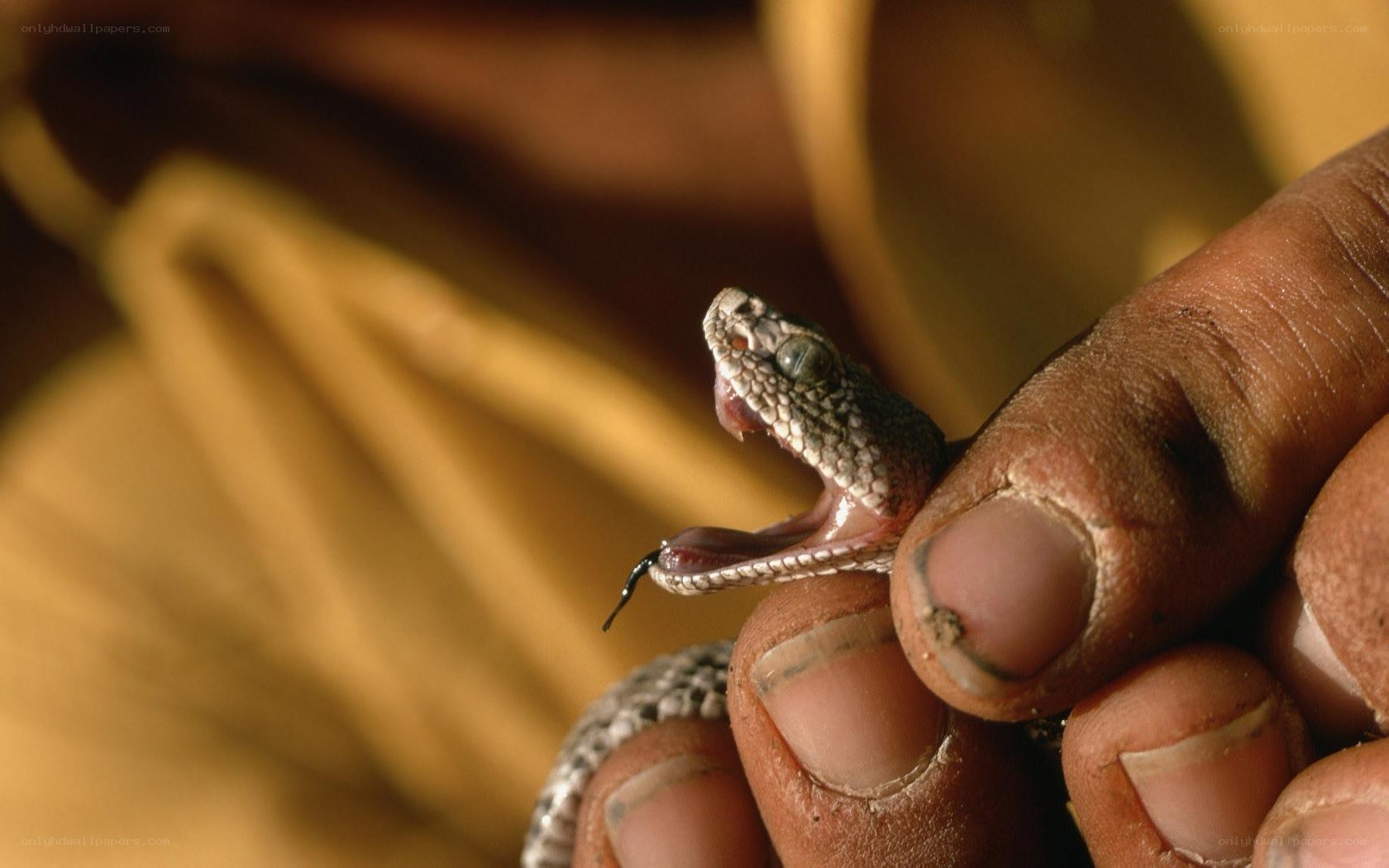 person holding a venomous snake