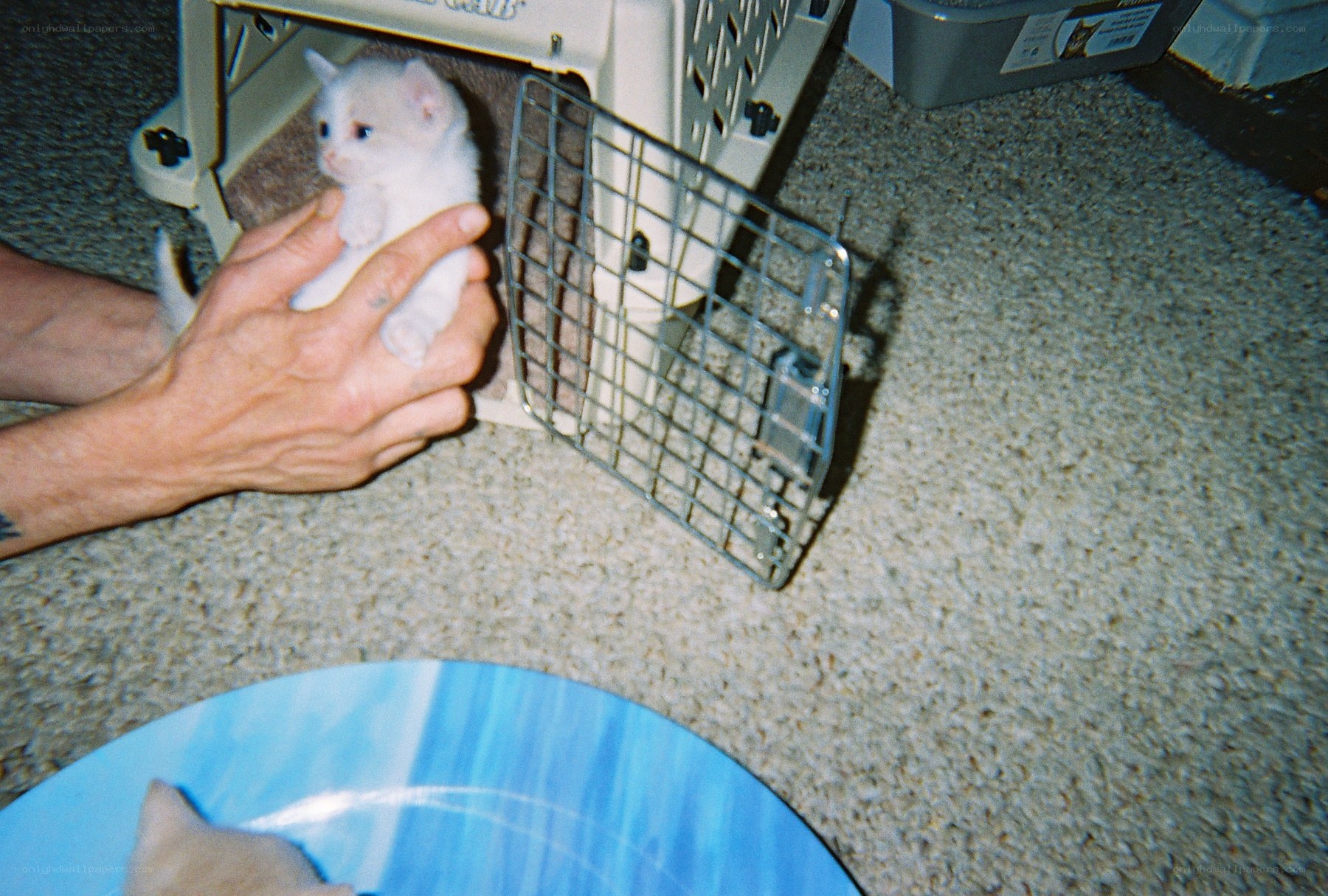 person holding a white kitten