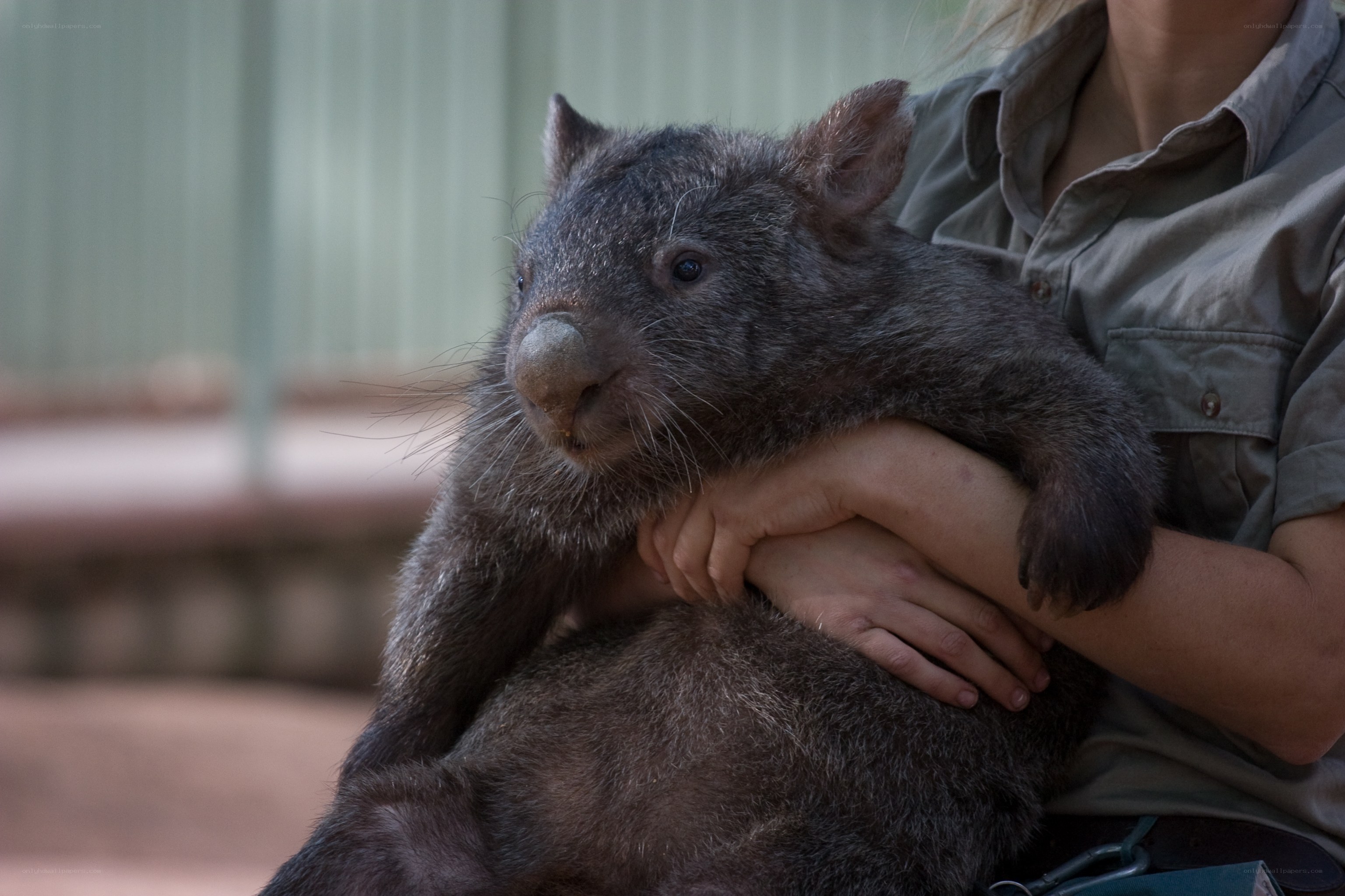person holding a wombat
