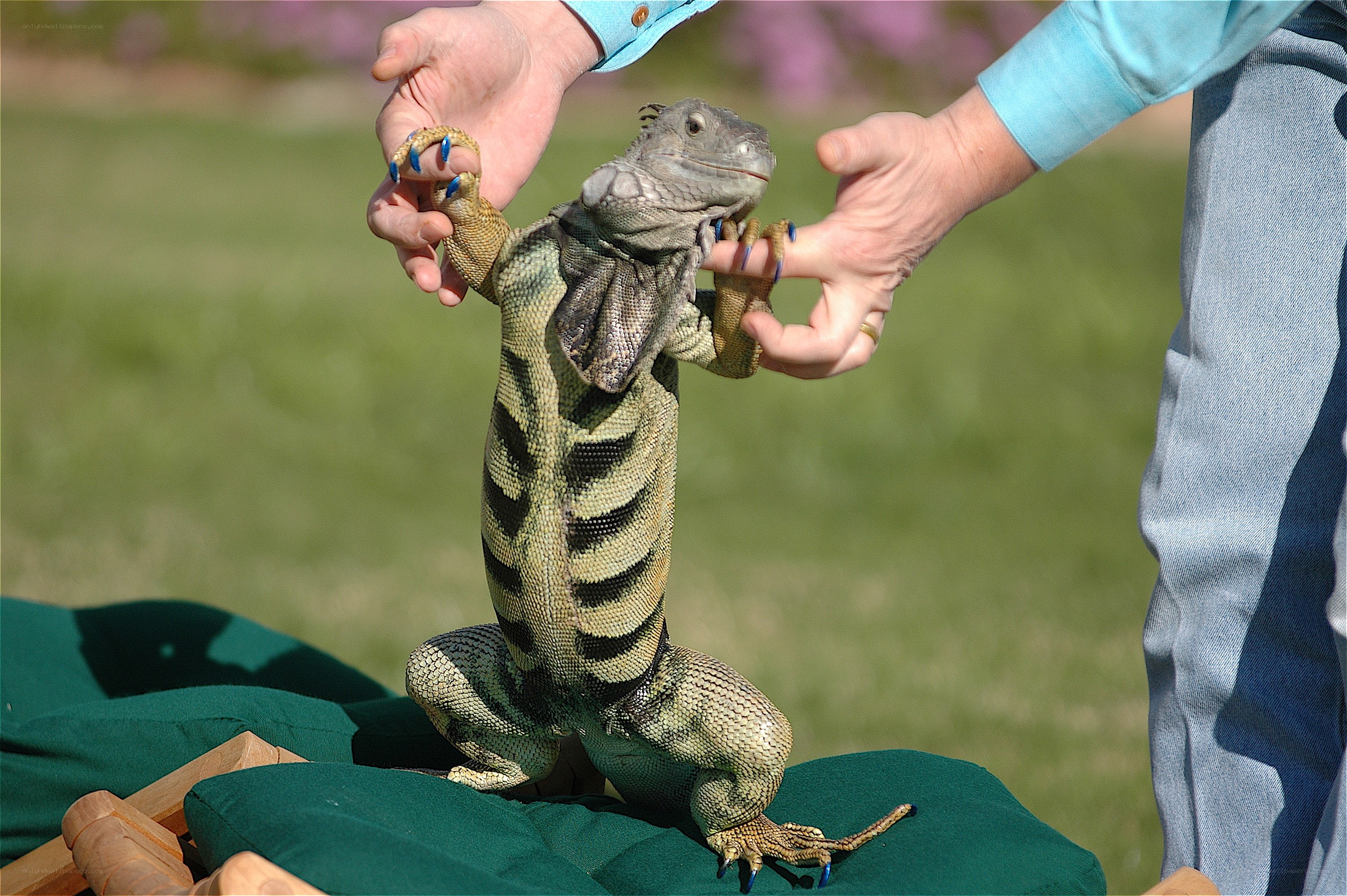 Person holding an iguana