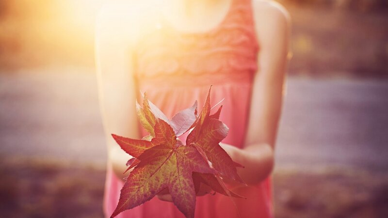 Person Holding Autumn Leaves