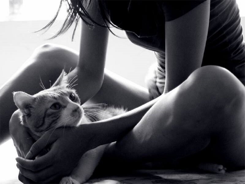 Person Holding Cat