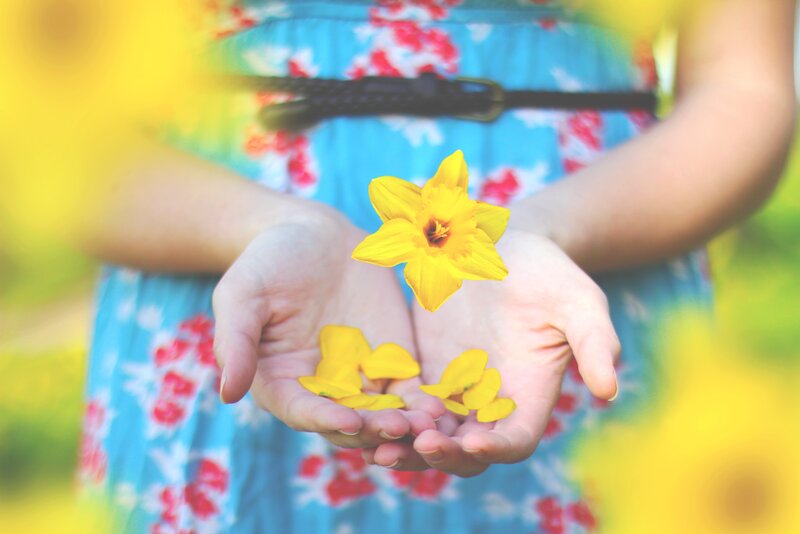 Person Holding Daffodil