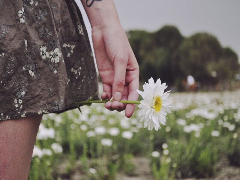 Person Holding Daisy