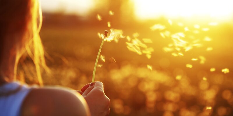 Person Holding Dandelion — Gold