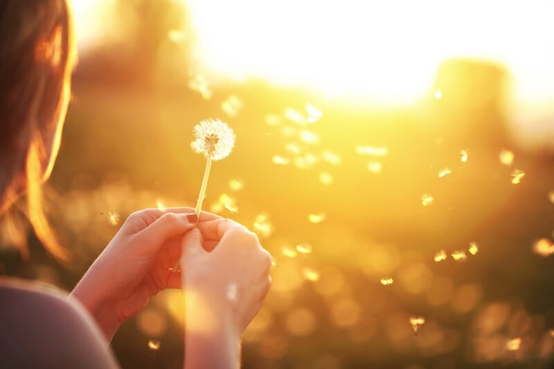 Person Holding Dandelion — Yellow