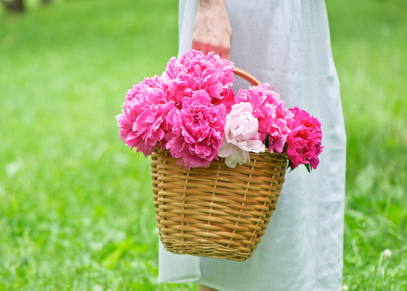 Person Holding Flowers — Pink, Serene, Spring