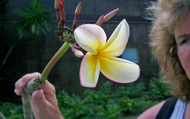 Person Holding Frangipani Flower