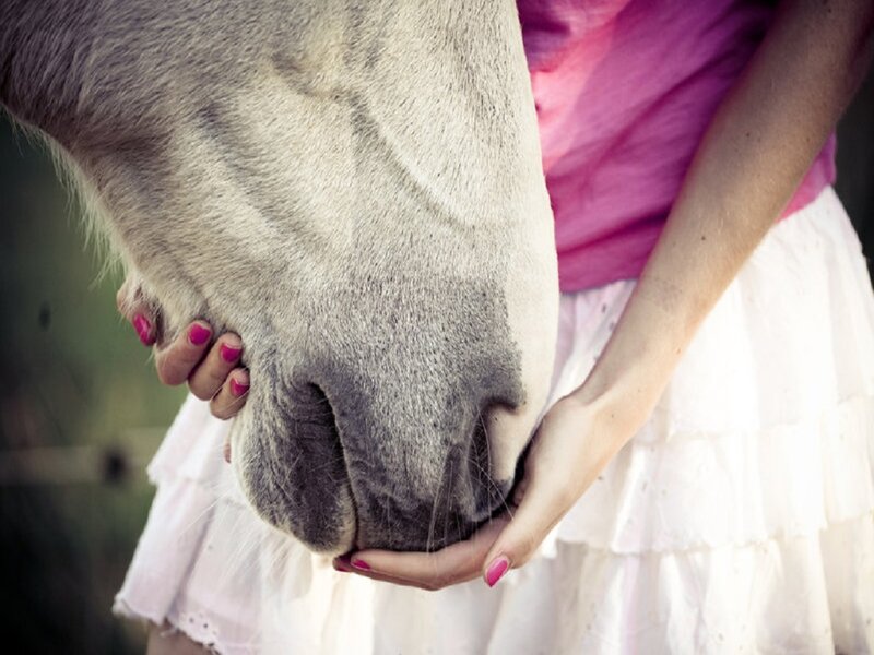 Person Holding Horse's Head