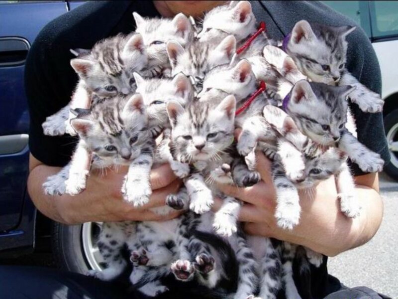 person holding kittens