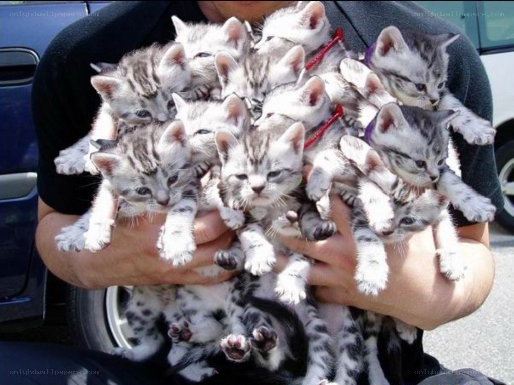 person holding kittens