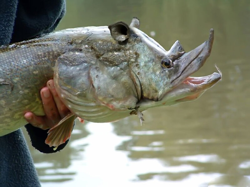 Person Holding Large Fish — Green