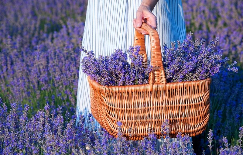 Person Holding Lavender Basket