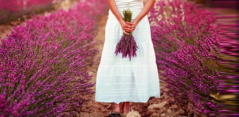 Person Holding Lavender