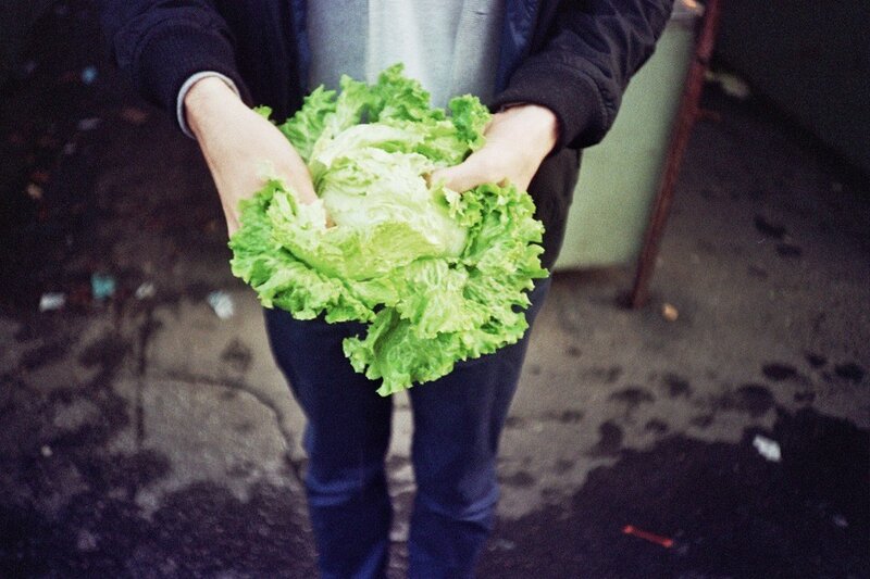 person holding lettuce
