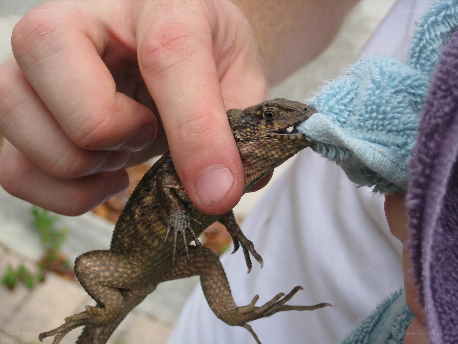 person holding lizard with cloth