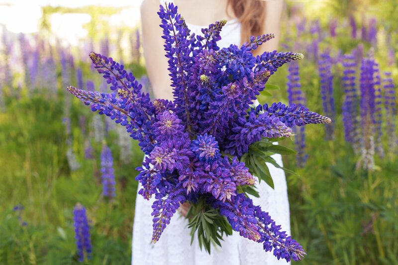 Person Holding Lupine Bouquet
