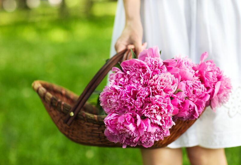 Person Holding Peonies — Pink, Serene