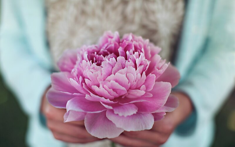 Person Holding Pink Peony