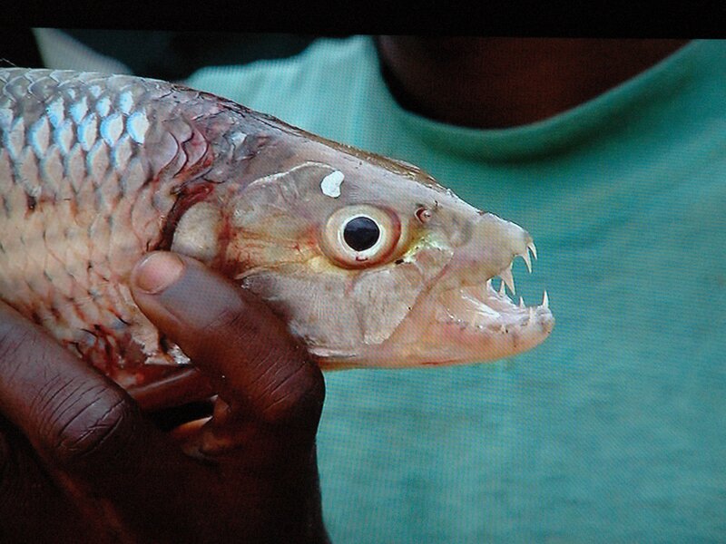 Person Holding Piranha