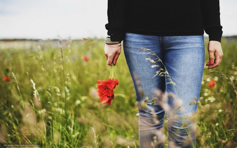 person holding poppies in field