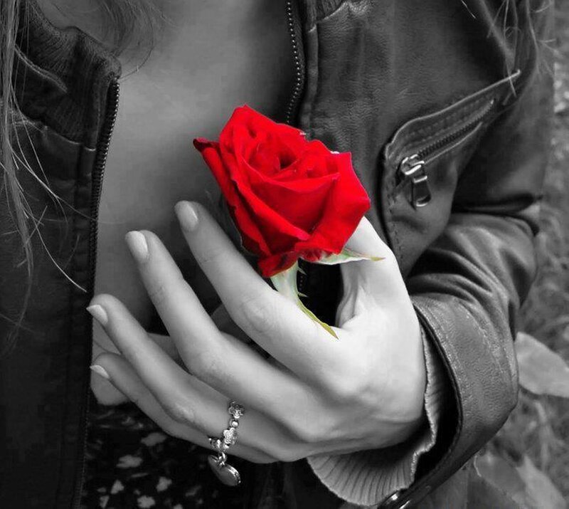 Person Holding Red Rose — Dramatic