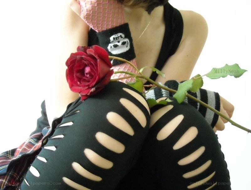 person holding red rose