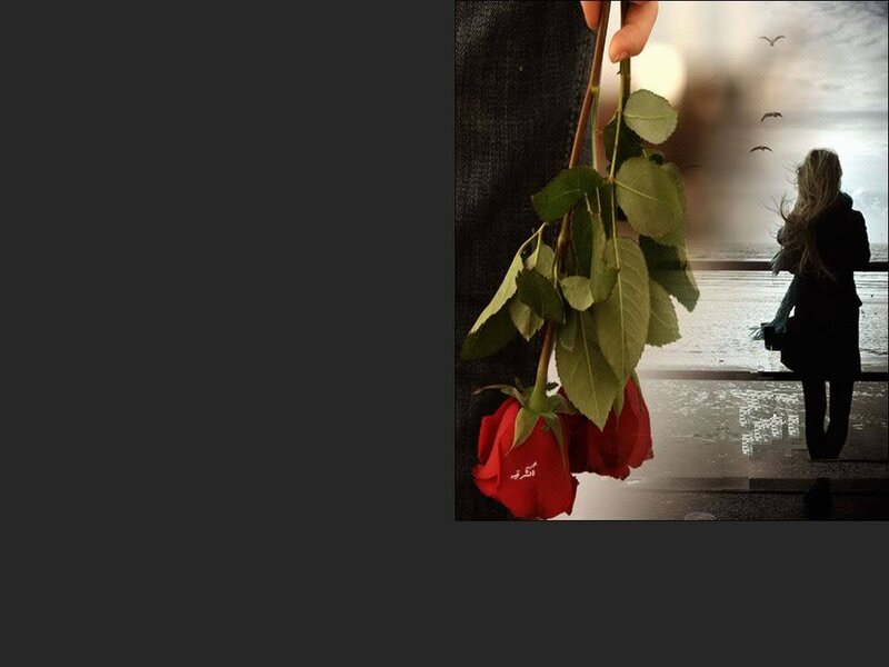 Person Holding Roses