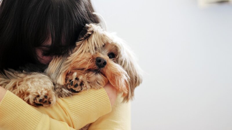 Person Holding Small Dog