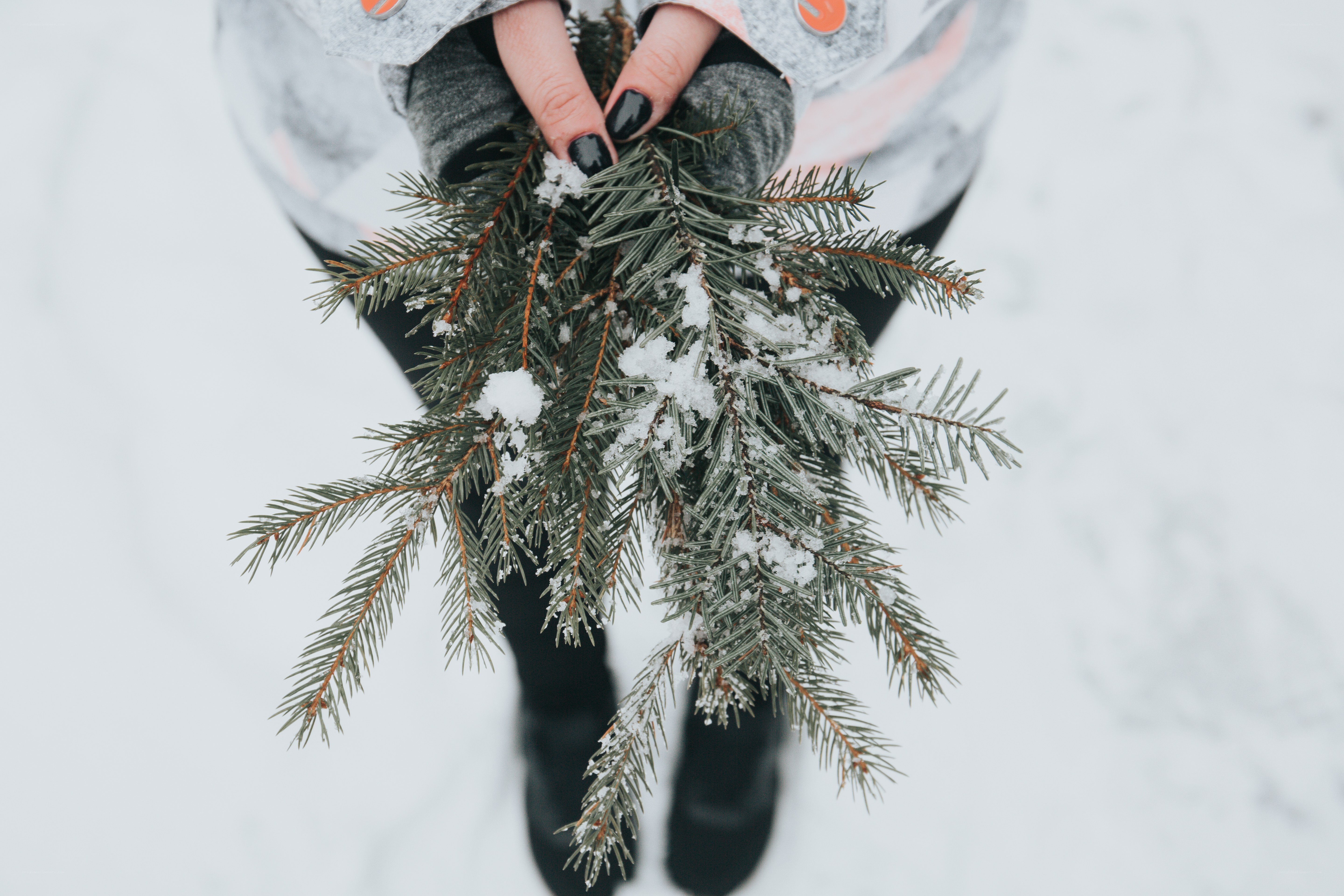 person holding snowy pine branches