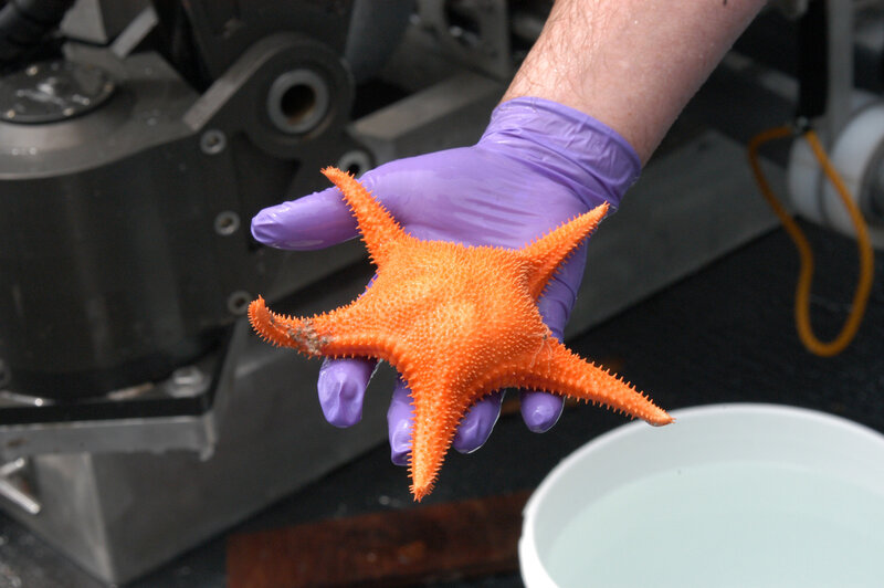 Person holding starfish in purple glove
