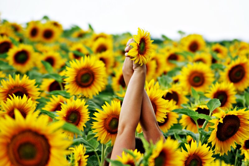 Person Holding Sunflower