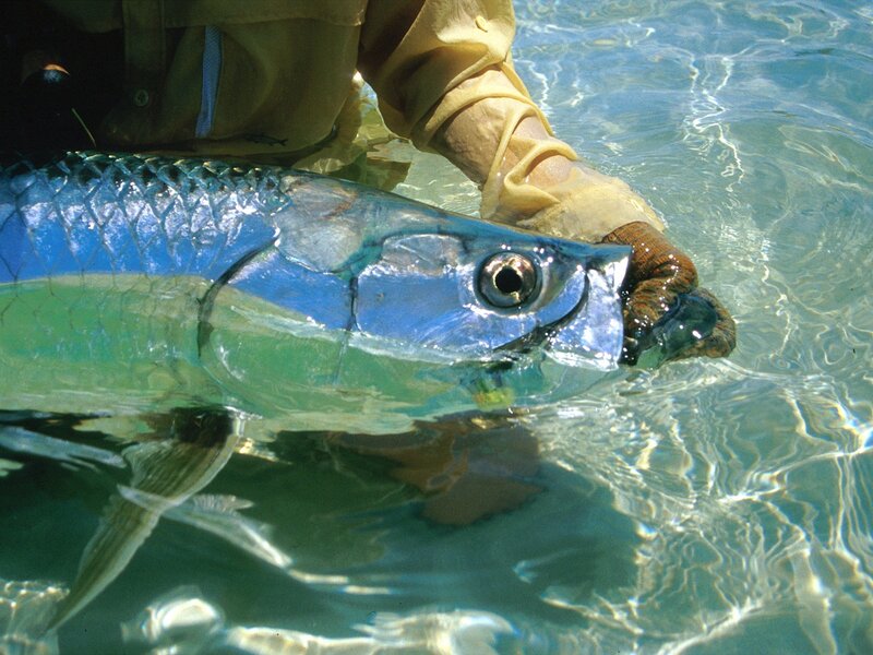 Person holding tarpon fish