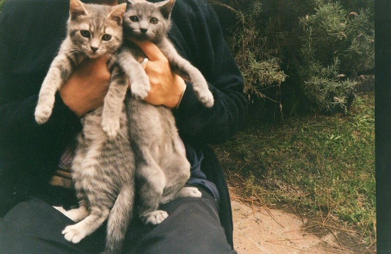 Person holding two kittens
