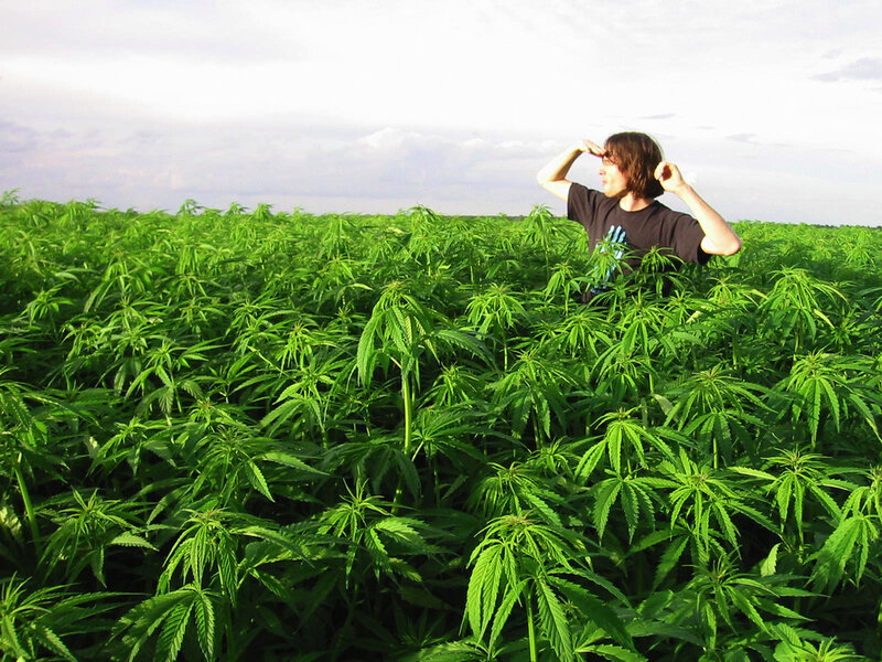 person in a cannabis field