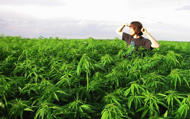 person in a cannabis field